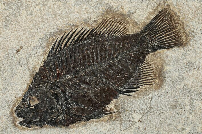 Fossil Fish (Cockerellites) - Wyoming #203177